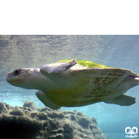 گونه لاکپشت زیتونی ریدلی Olive Ridley Turtle